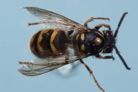 Vespula vulgaris