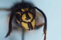 Vespula vulgaris