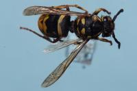 Vespula vulgaris