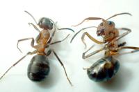 Formica polyctena