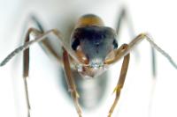 Formica polyctena