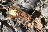 Vespa crabro