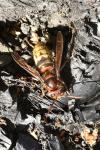 Vespa crabro