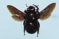 Xylocopa violacea