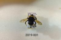 Bombus vestalis