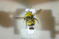 Bombus lucorum
