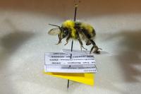Bombus lucorum