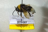 Bombus vestalis