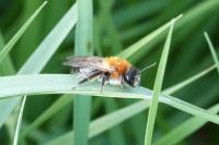 Andrena nitida