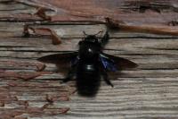 Xylocopa violacea