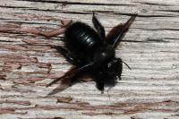 Xylocopa violacea