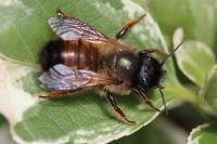 Osmia bicornis