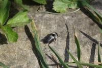 Andrena cineraria