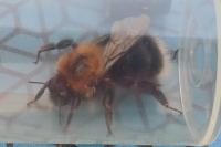 Bombus hypnorum