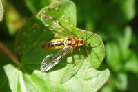 Tenthredopsis sordida