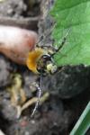 Eucera nigrescens