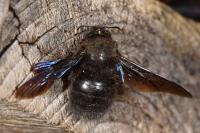 Xylocopa violacea