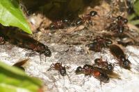 Camponotus ligniperda