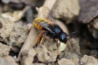 Osmia bicolor