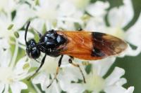 Arge cyanocrocea