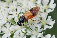 Arge cyanocrocea