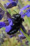 Xylocopa
