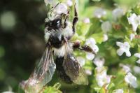Andrena cineraria