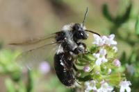 Andrena cineraria
