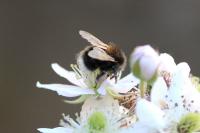 Bombus hypnorum