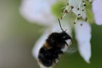 Bombus hypnorum