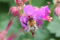 Bombus pascuorum