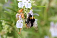 Bombus pratorum