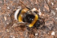 Bombus