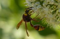 Delta unguiculatum