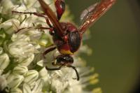 Delta unguiculatum