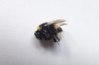 Bombus