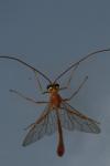 Ophion luteus