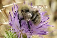 Bombus