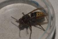 Vespa crabro