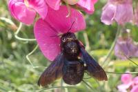 Xylocopa