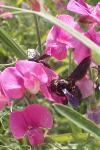 Xylocopa