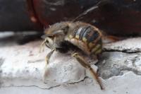 Anthidium manicatum