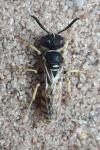 Philanthus triangulum