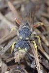 Cerceris rybyensis