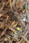 Cerceris rybyensis
