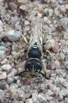 Philanthus triangulum