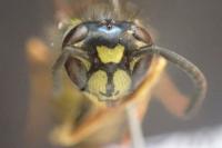 Vespula vulgaris