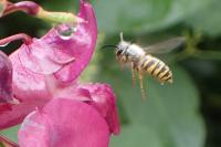Vespula vulgaris