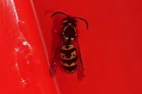 Vespula germanica