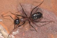 Camponotus ligniperda